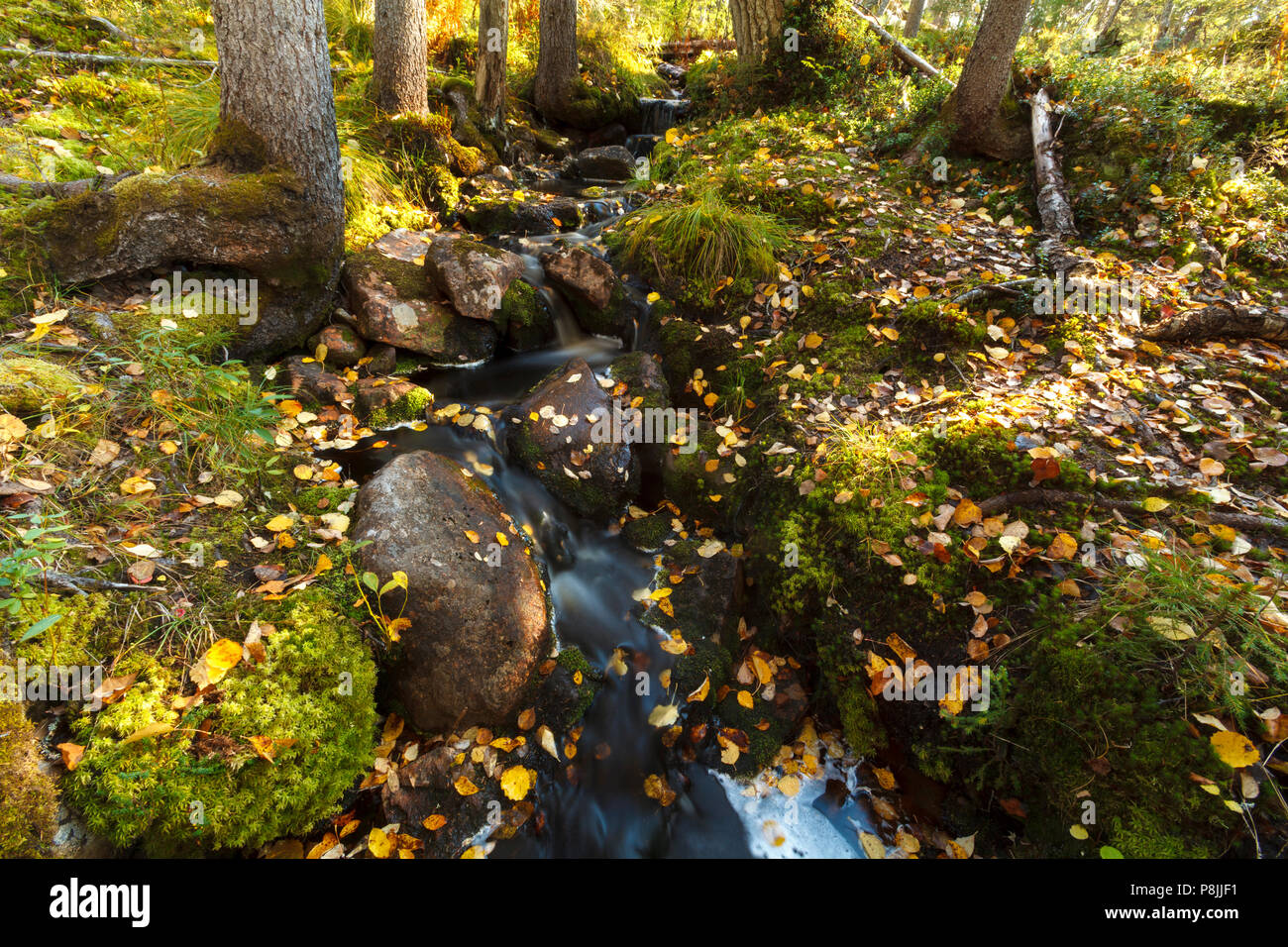 Flusso nella taiga forest Foto Stock