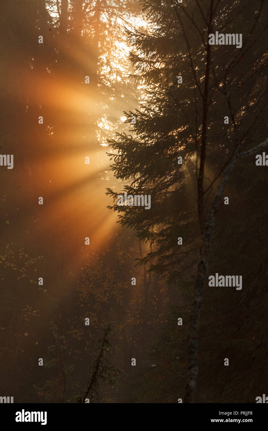 Di sera il sole fa capolino tra le nuvole e risplende nei raggi attraverso la nebbia e boschi innevati Foto Stock