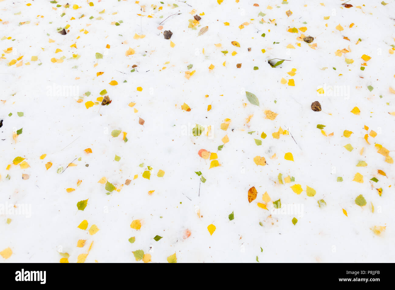 Giallo Betulla foglie sulla neve Foto Stock