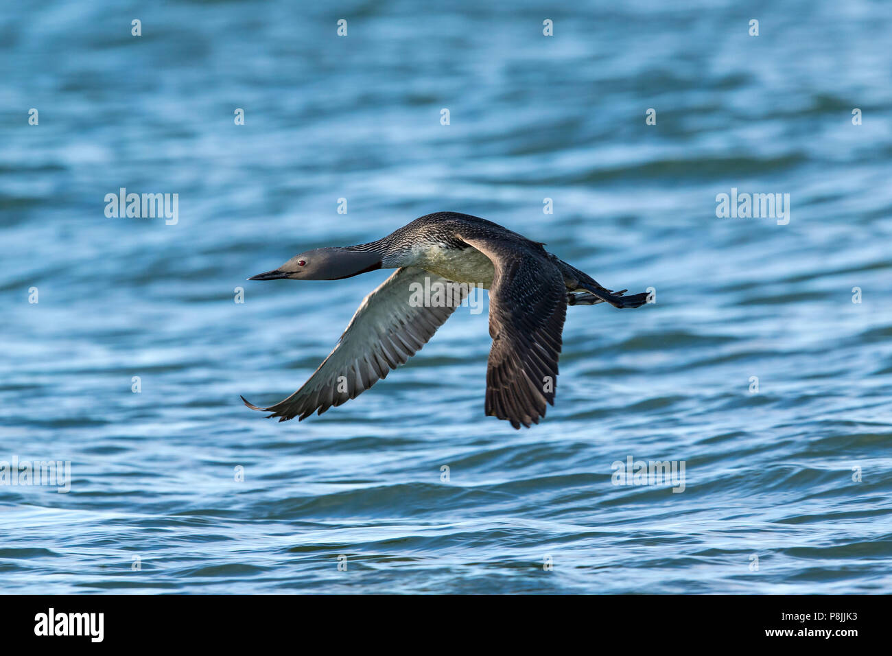 Flying Red-throated Loon sopra il mare Foto Stock