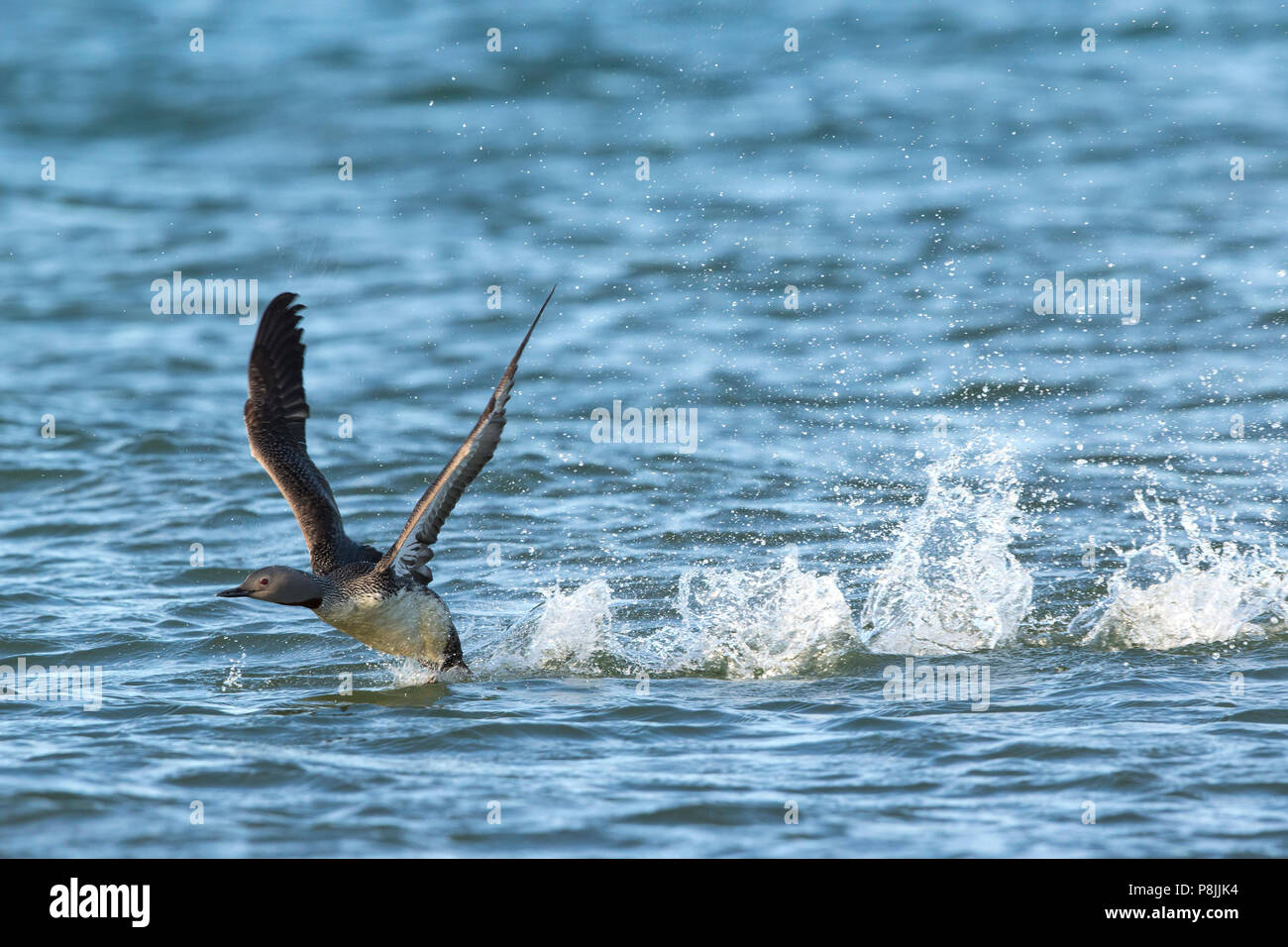 Flying Red-throated Loon sopra il mare Foto Stock