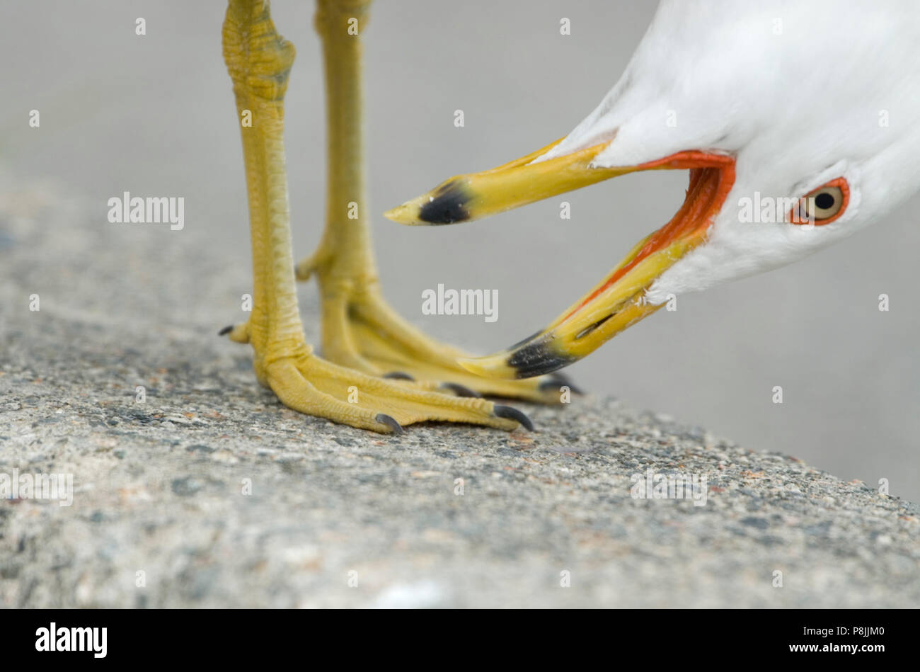 Anello-fatturati gabbiano (Larus delawarensis) partendo da chiamare. Foto Stock