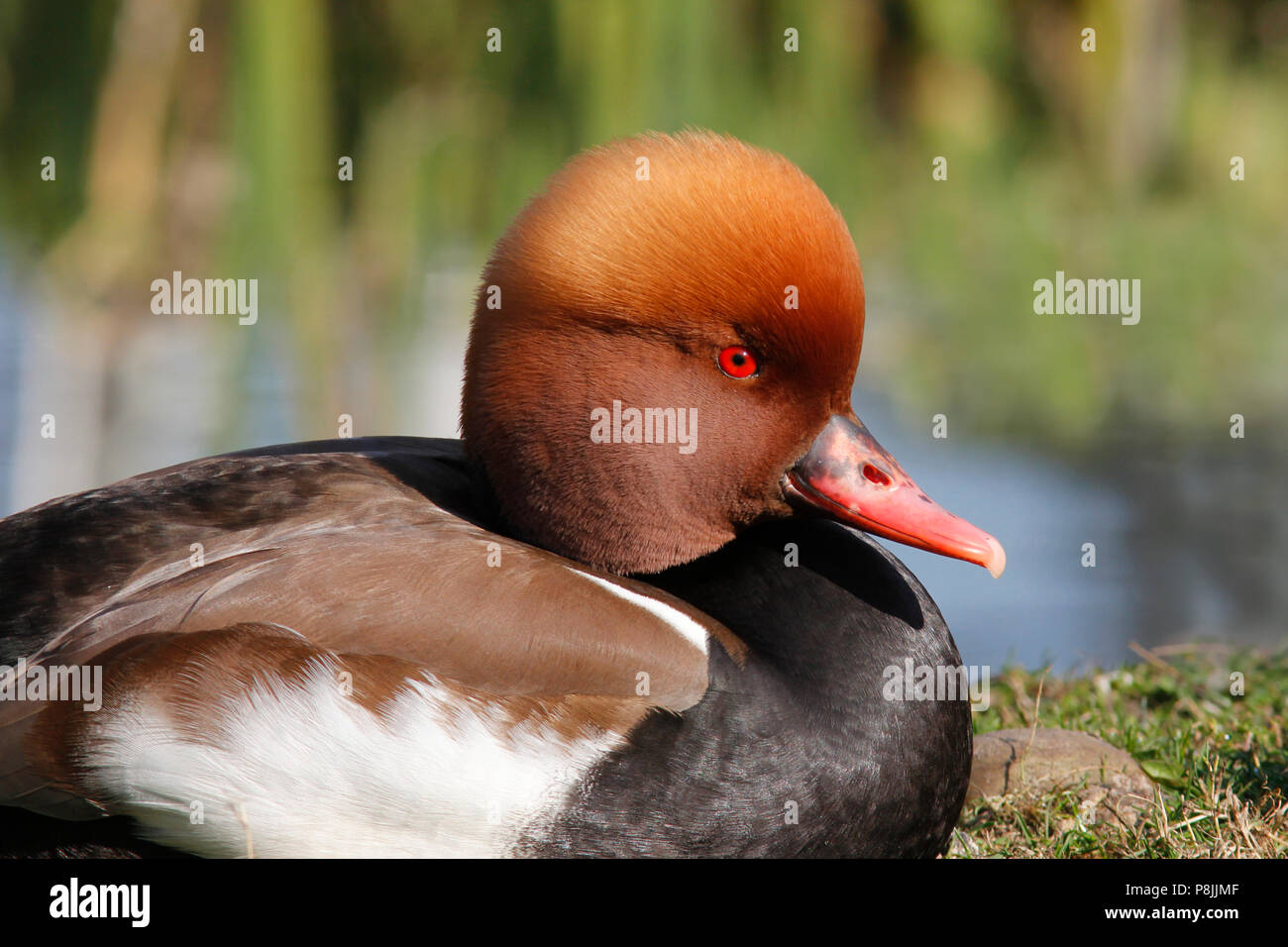 Close-up di un maschio rosso-crested pochard sulla riva Foto Stock