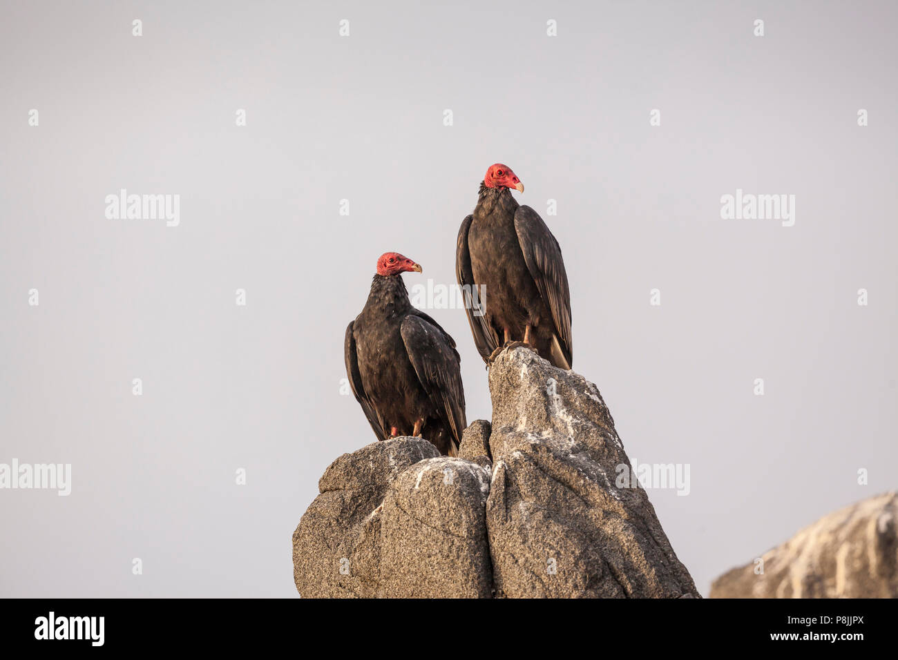 Due avvoltoi Turchia (Cathartes aura) seduto sulla Scogliera al tramonto Foto Stock