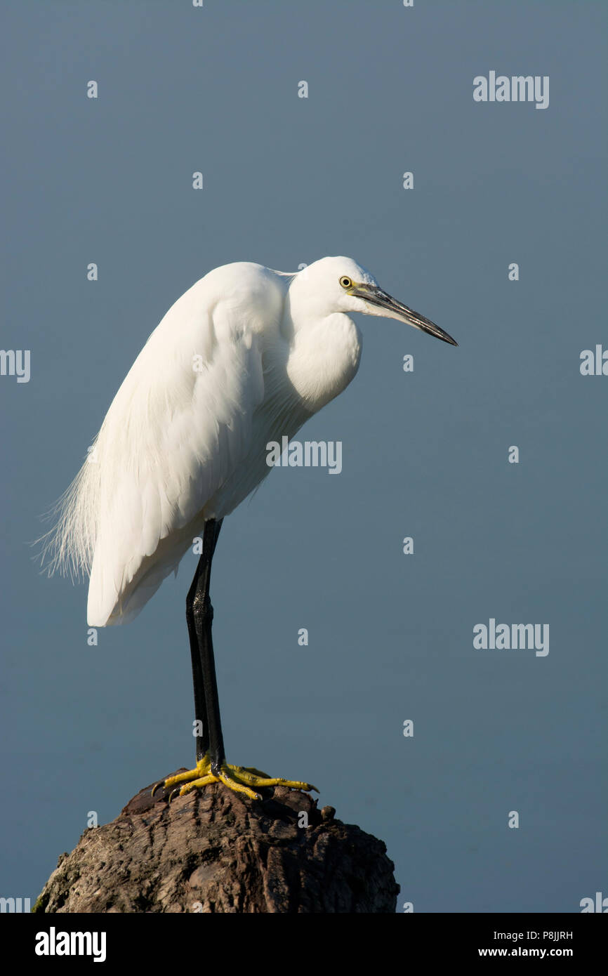 Garzetta in piedi su un albero -tronco Foto Stock