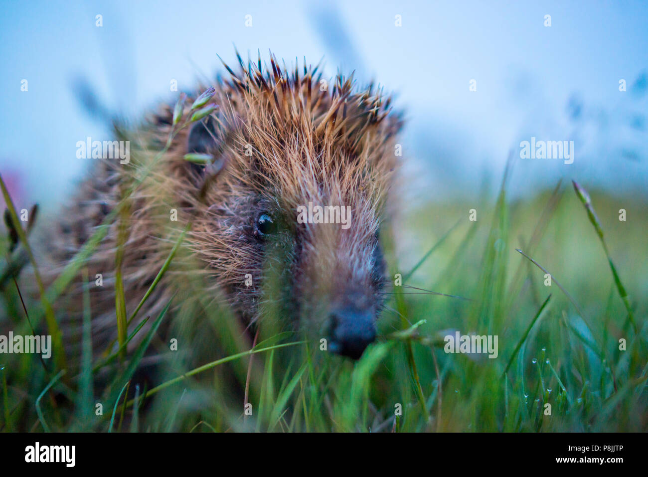 Riccio europeo Foto Stock