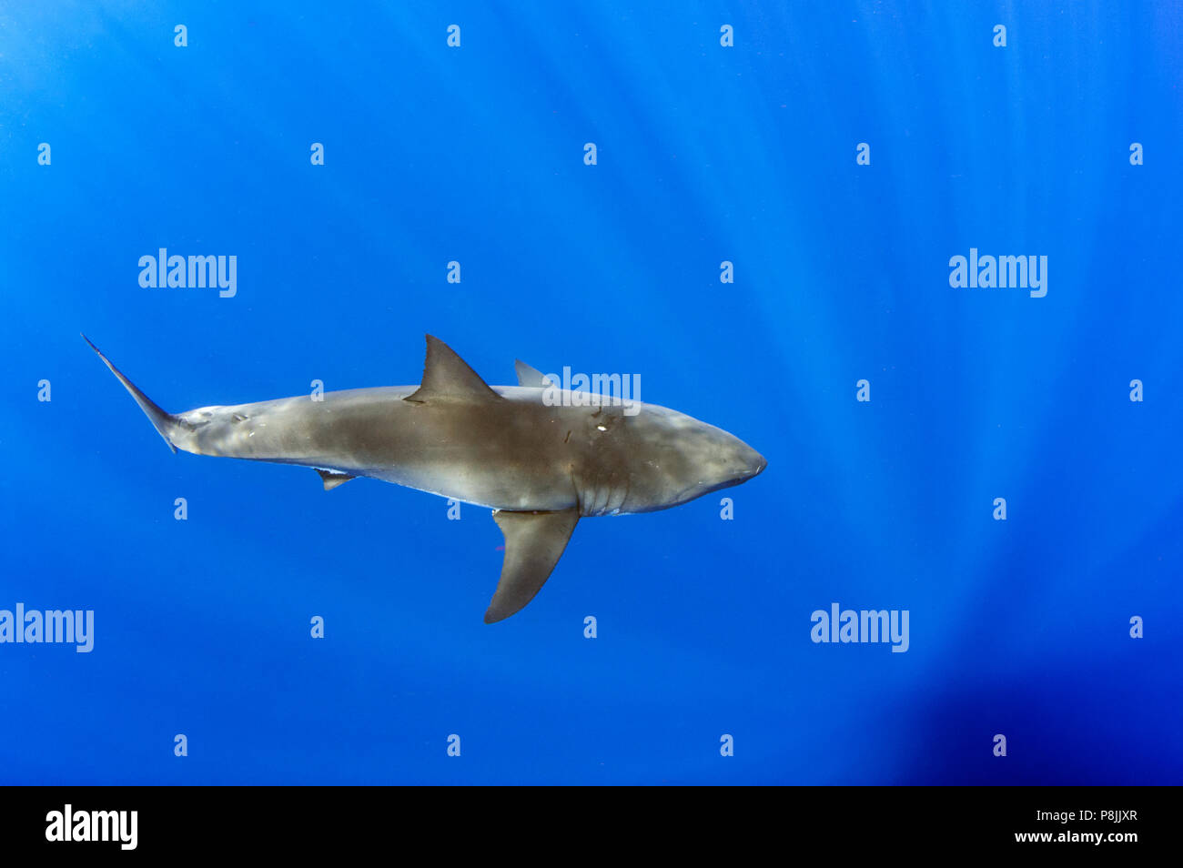 Il grande squalo bianco in acque aperte Foto Stock