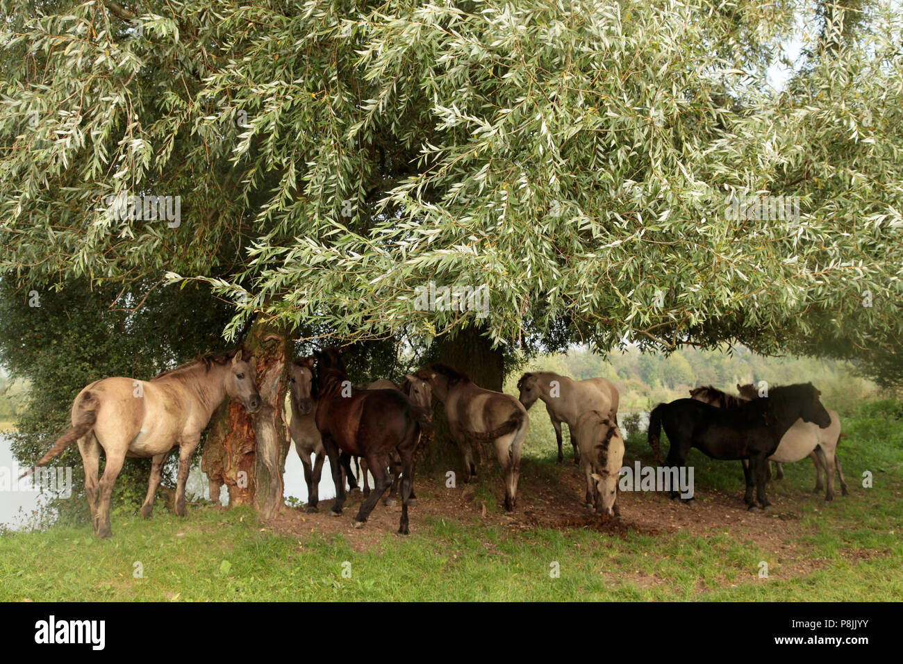 Gruppo di konik-cavalli sotto un salice Foto Stock