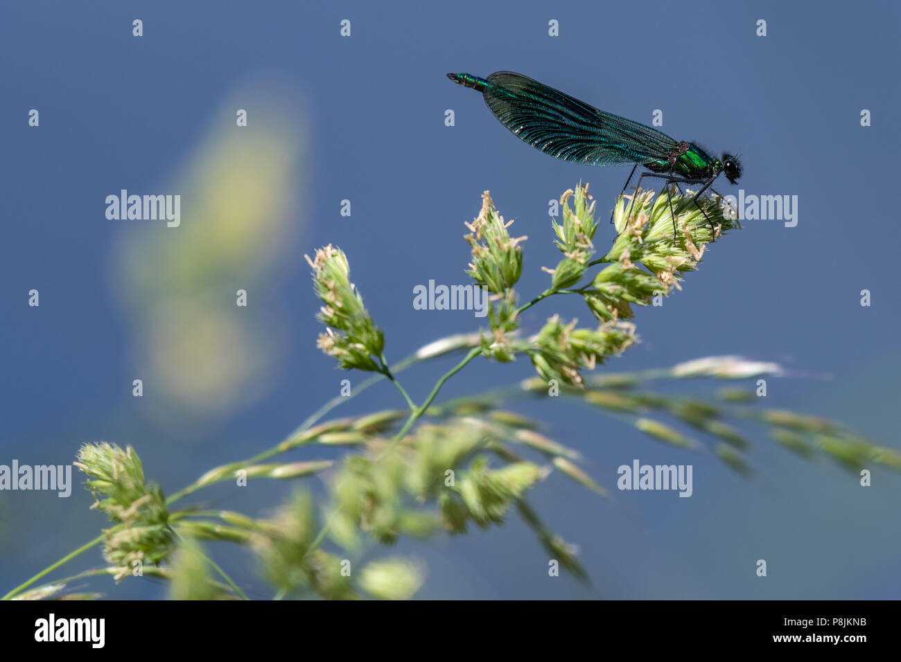 Dragonfly siede su un'erba. Foto Stock
