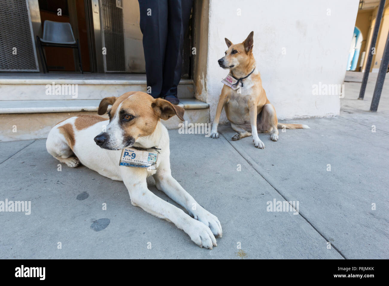 I cani di strada nei pressi di Plaza de San Francisco, Havana, Cuba Foto Stock