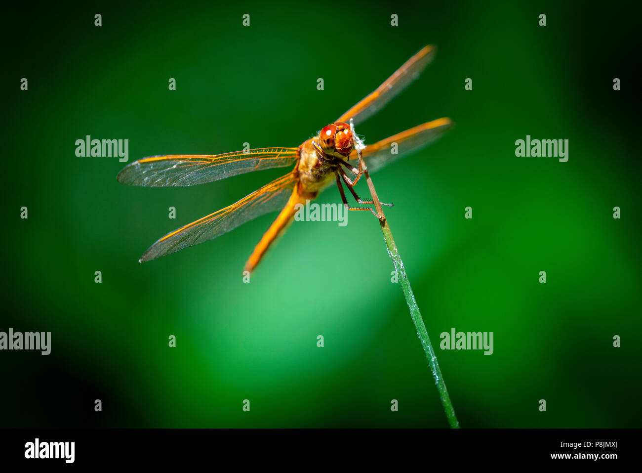 Una libellula che poggiano su una lama di erba in corolla sezione dell'outerbanks lungo il litorale orientale del nord Carolina. Foto Stock