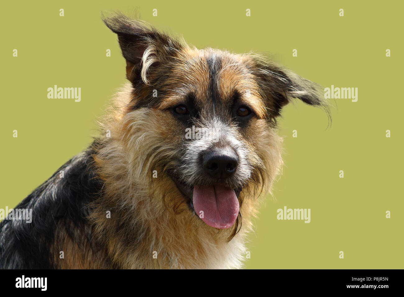 La faccia di un pastore attento cane con aspetto luminoso verde di sfondo per studio Foto Stock