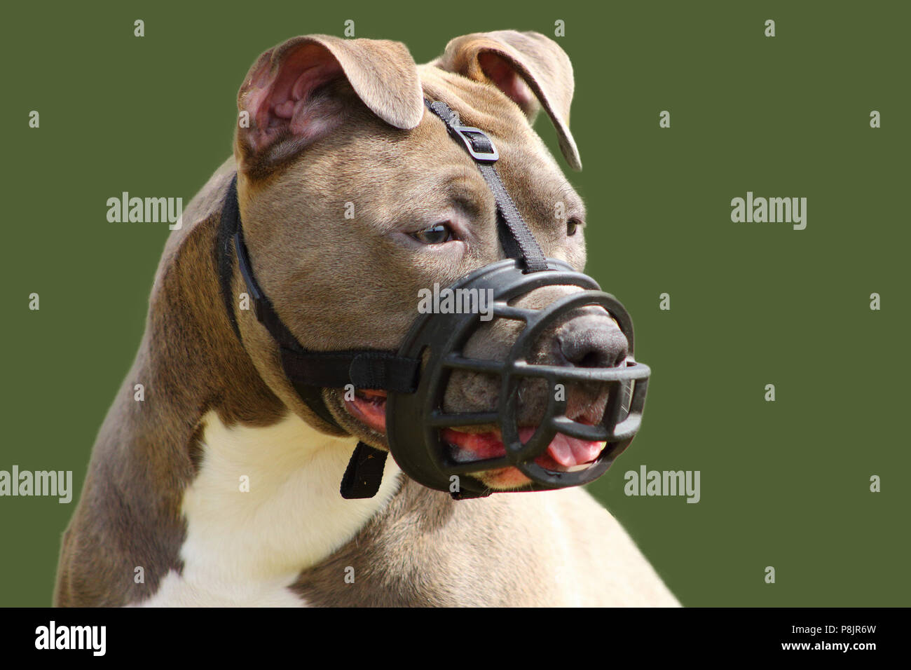 La faccia di un american staffordshire terrier cane con museruola Foto Stock