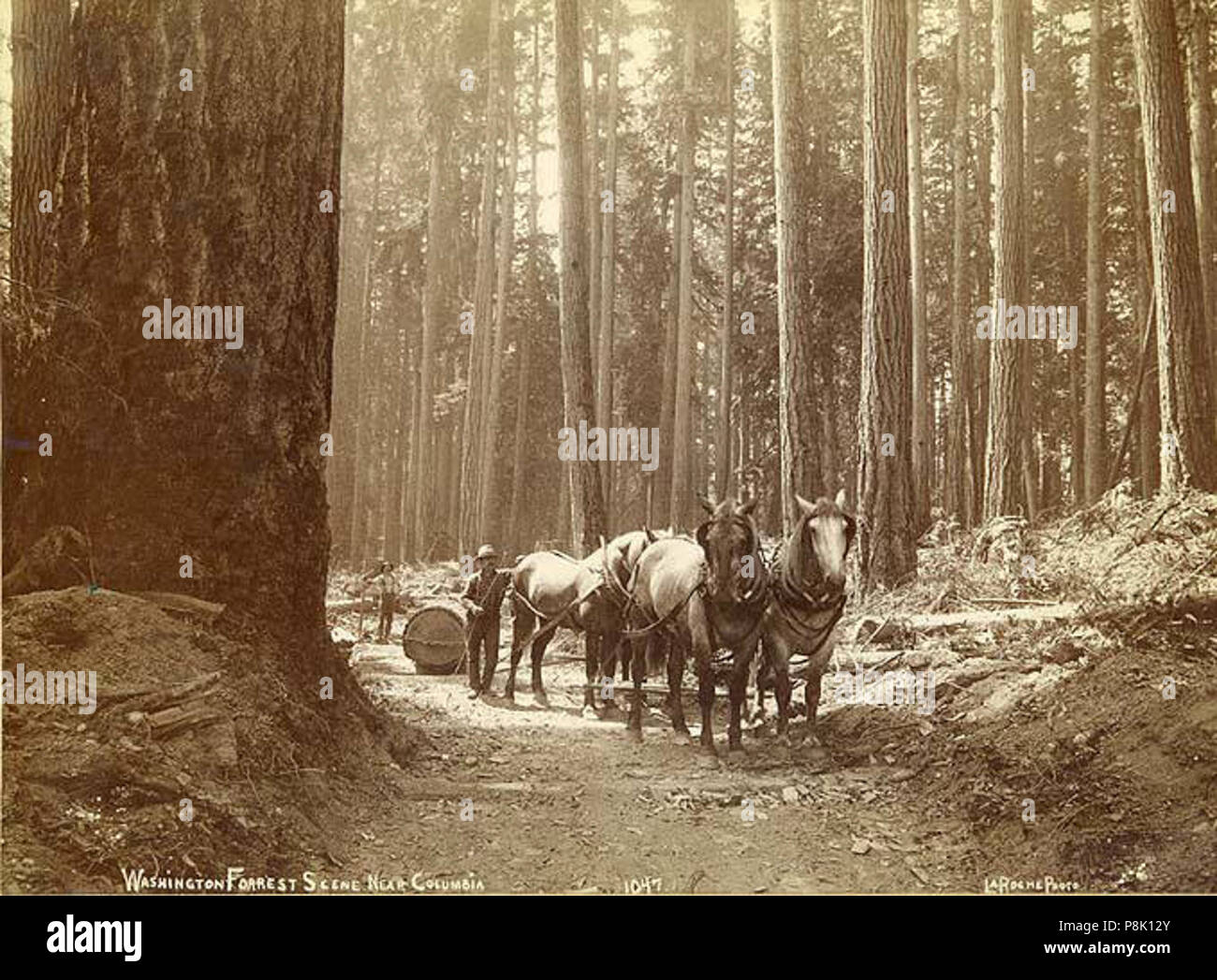 . 549 team di cavalli log di traino lungo skidroad, probabilmente stato di Washington, ca 1890 (LAROCHE 134) Foto Stock