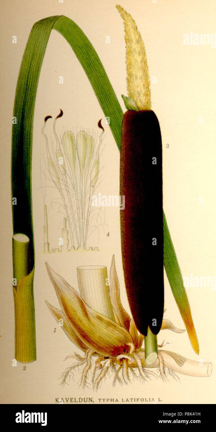 . 563 Typha latifolia nf Foto Stock