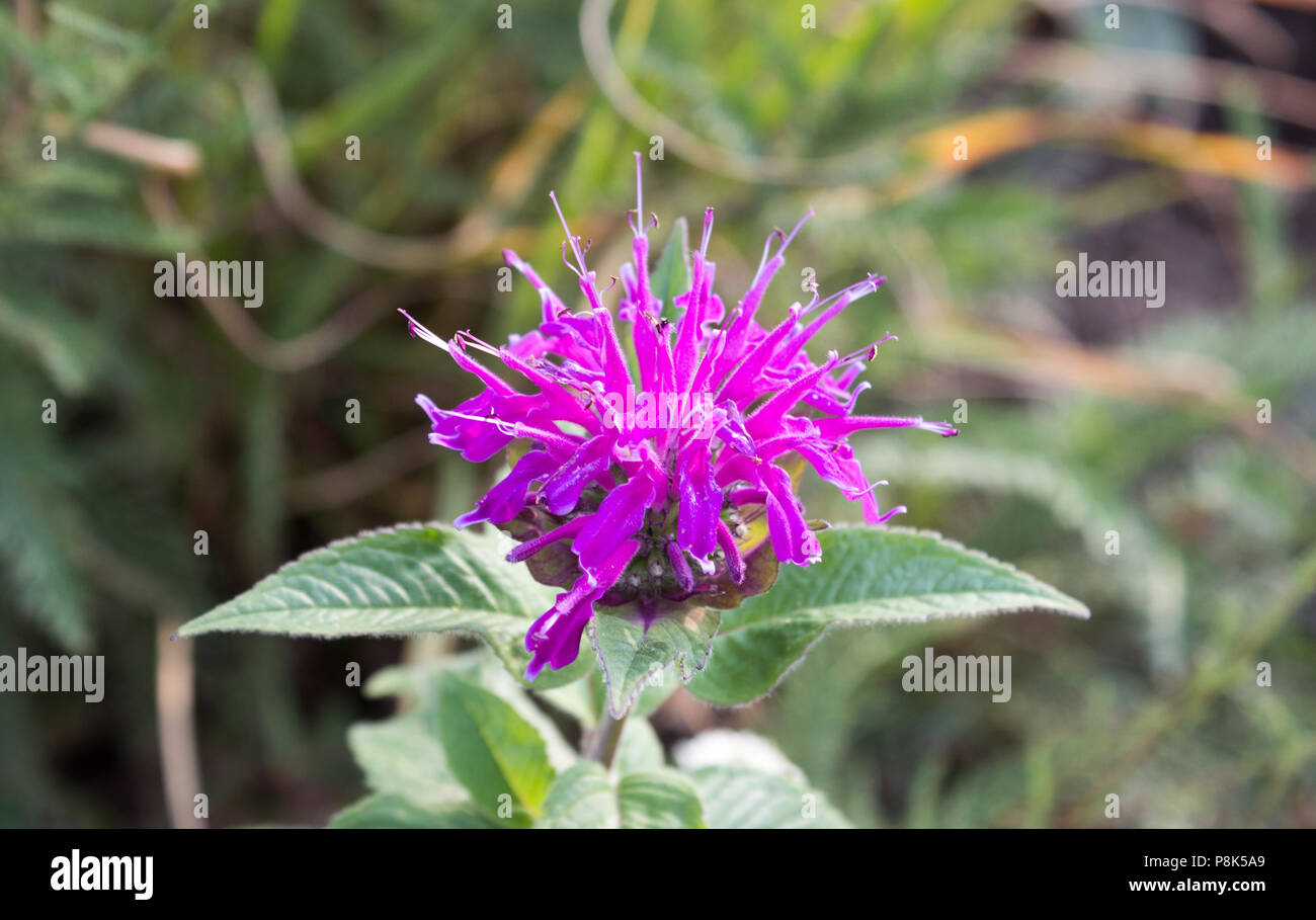 Dettaglio di violetta monarda didyma in giardino Foto Stock
