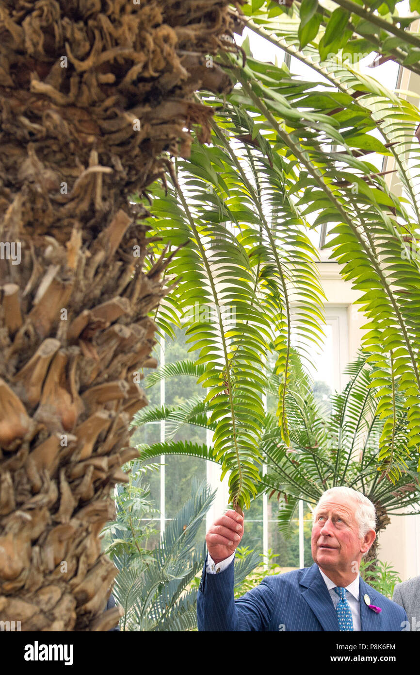 Il Principe di Galles guarda un raro bosco di .cycad tree, durante una visita al Royal Botanic Gardens di Kew, Londra, per celebrare il recentemente restaurato casa clima temperato e il tour della restaurata Grande Pagoda. Foto Stock