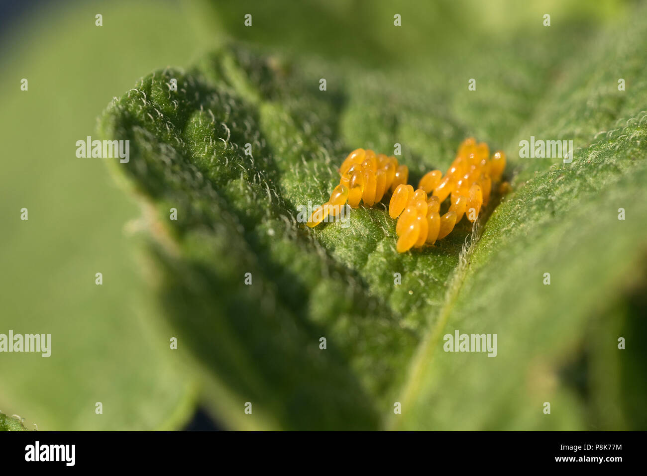 Le uova e il Colorado potato beetle mangia foglie di patata, Leptinotarsa decemlineata Foto Stock