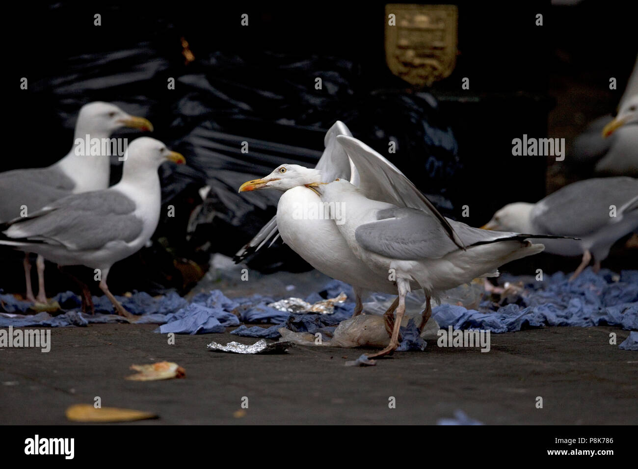 Aringa Gabbiano (Larus argentatus) Norfolk Foto Stock