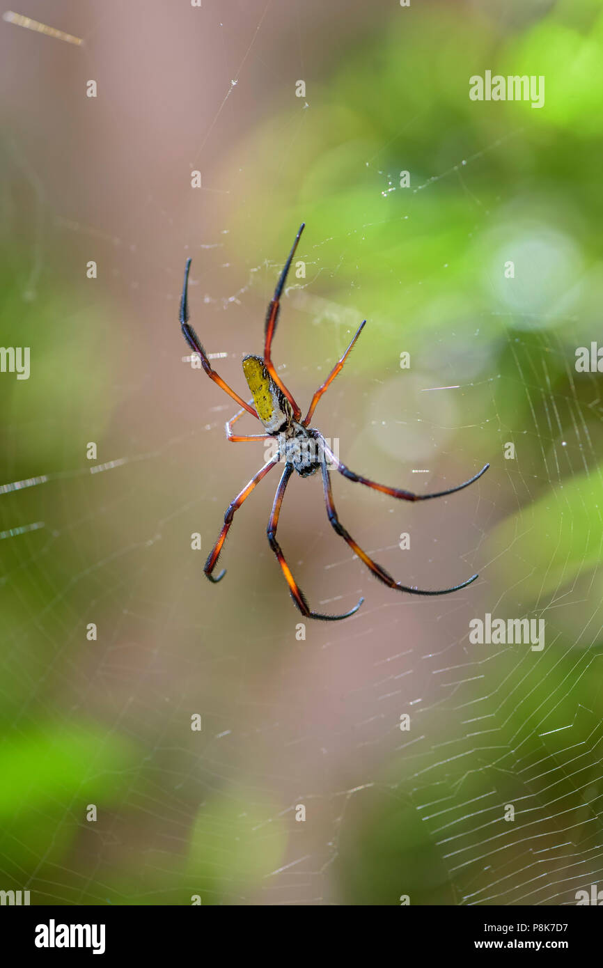 Red-gambe Golden Orb-web spider - Nephila inaurata, bella colorata ragno di grandi dimensioni dal Madagascar foreste. Foto Stock