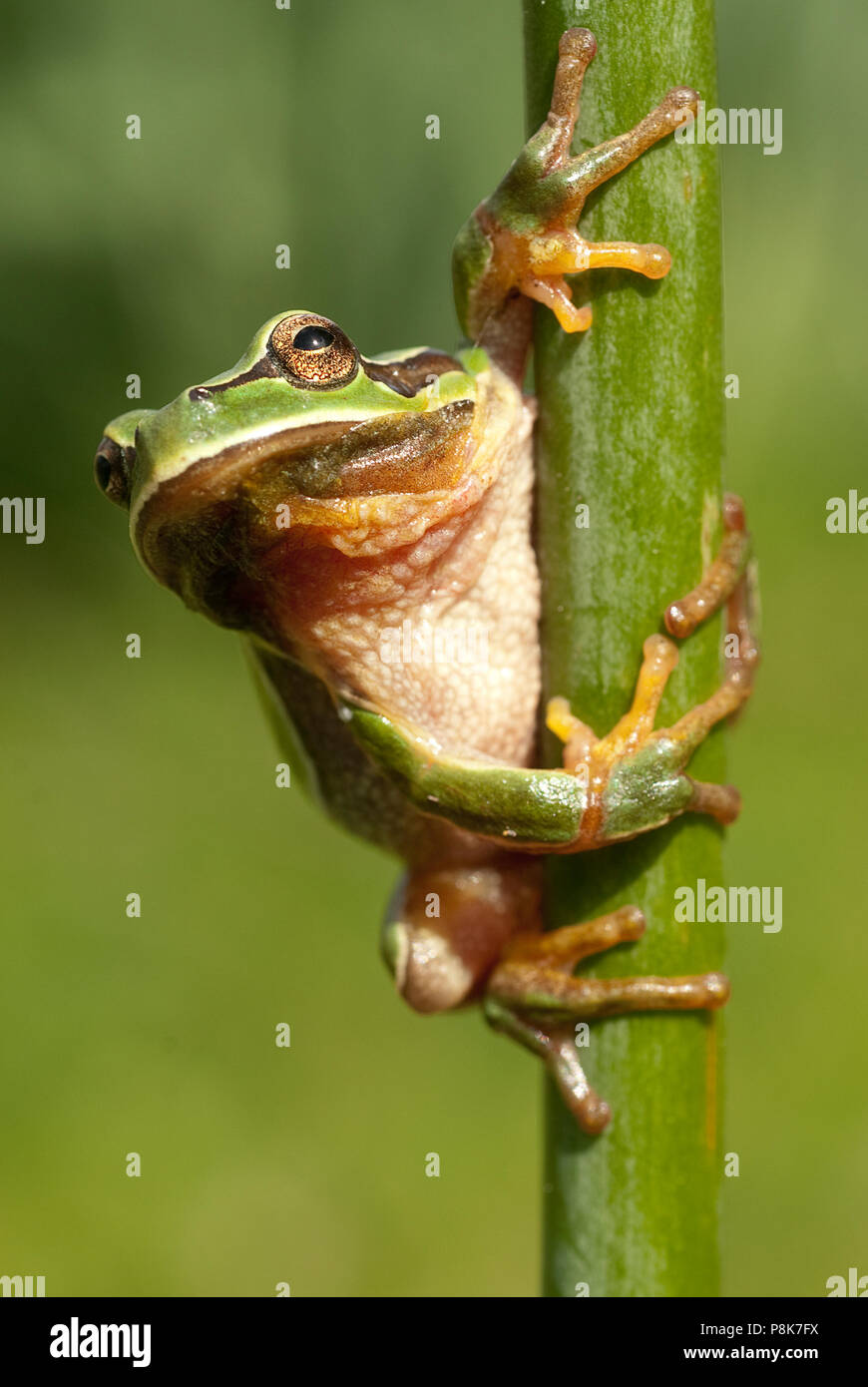 Piuttosto un anfibio verde raganella, Hyla arborea, seduti su erba, Spagna Foto Stock