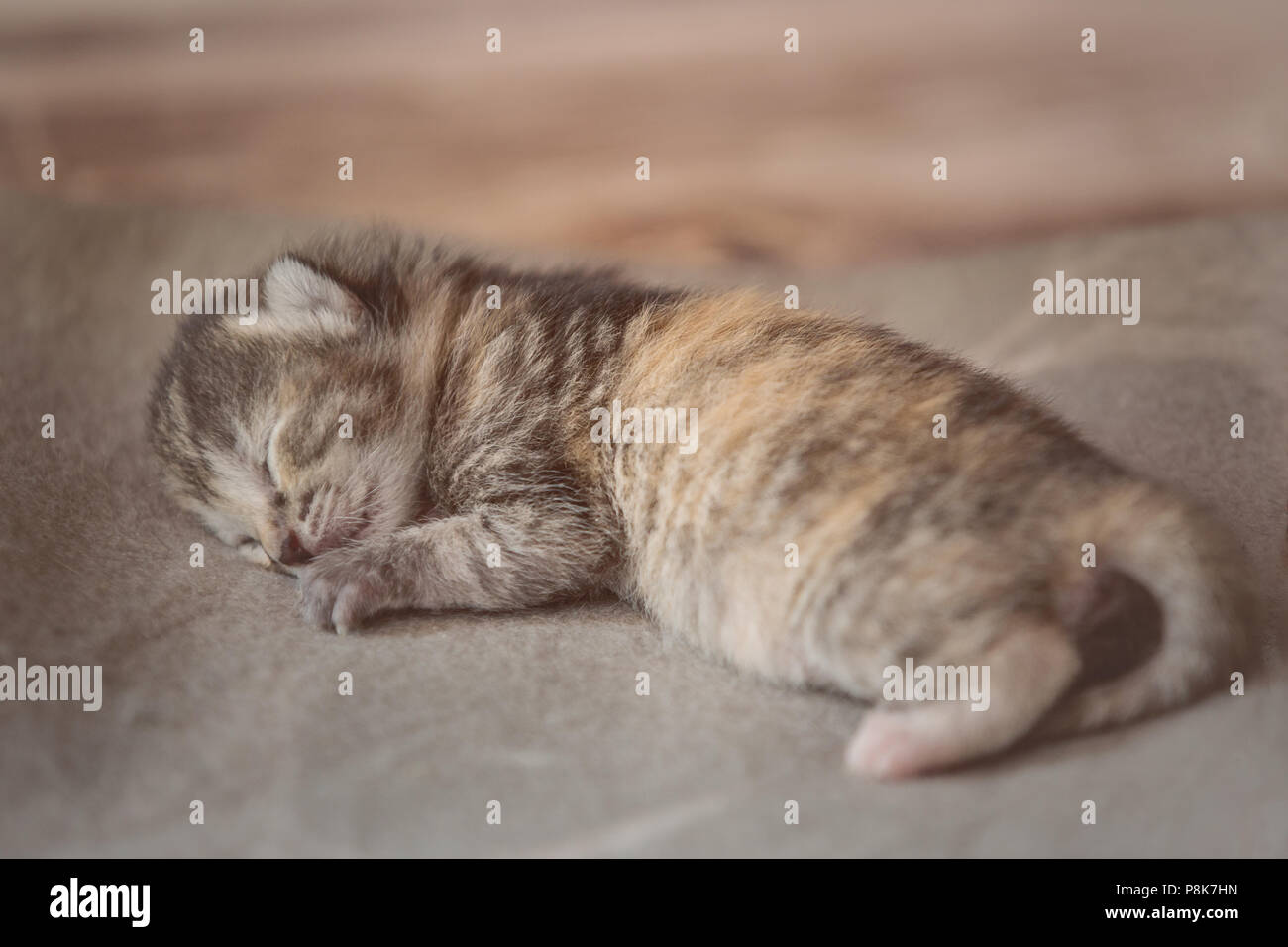 Piccolo gattino dorme su una coperta Foto Stock