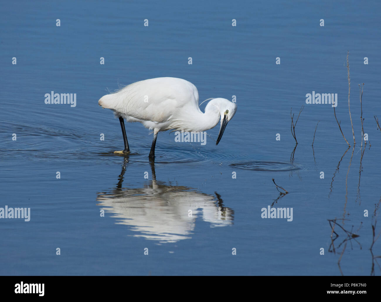 Garzetta, Egretta garzetta, mangiare gamberetti nella palude salata a bordo della baia di Morecambe, Lancashire, Regno Unito Foto Stock