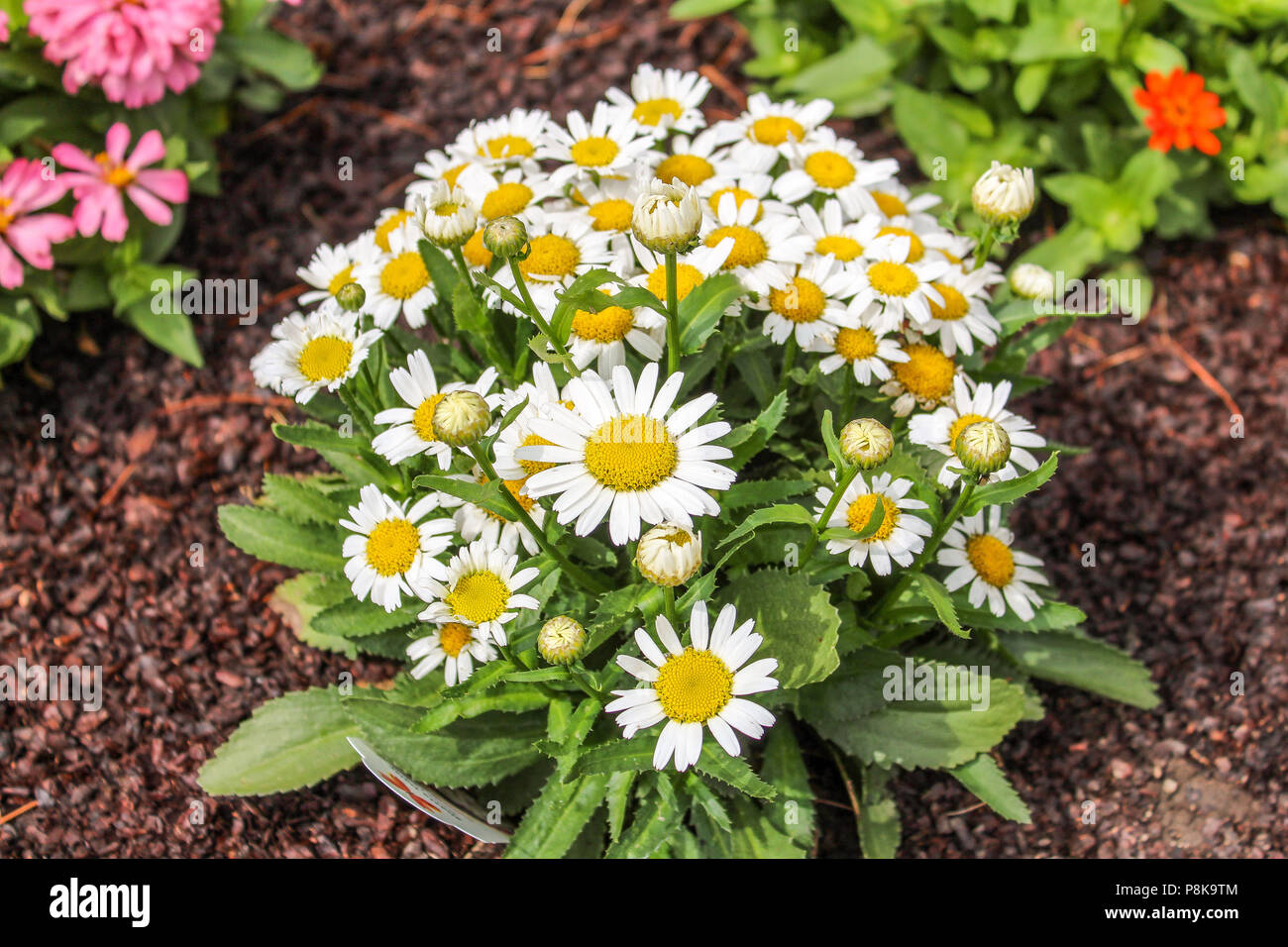 Un bellissimo giardino fiorito Foto Stock