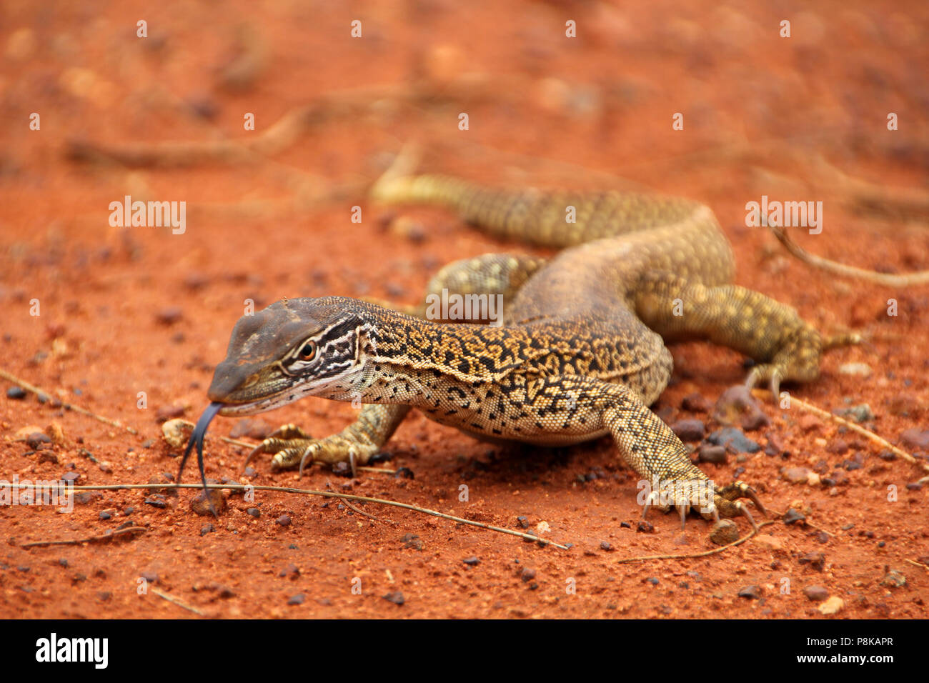 Un grande dragon o lucertola o goanna con un nero splitted linguetta passeggiate a piedi e in movimento nel deserto australiano della Red Desert, prendendo il sole o l Foto Stock