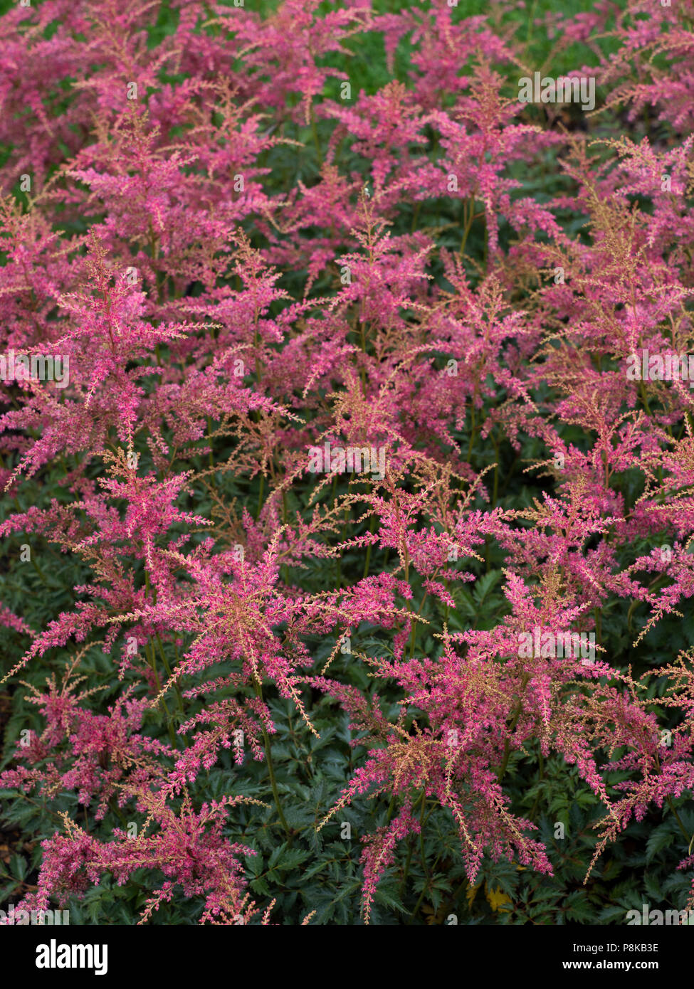 Astilbe Collettes fascino nel bordo del giardino Foto Stock