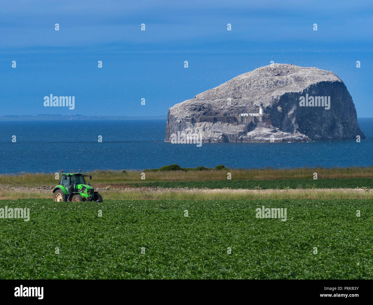 La Bass Rock East Lothian Scotland, Regno Unito, Foto Stock