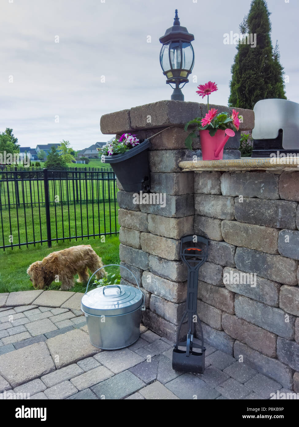 Benna di metallo e convogliatore di raccolta doggy poo in piedi su un esterno patio pavimentato con fiori e un po' di golden cocker spaniel giocando sulla gre Foto Stock