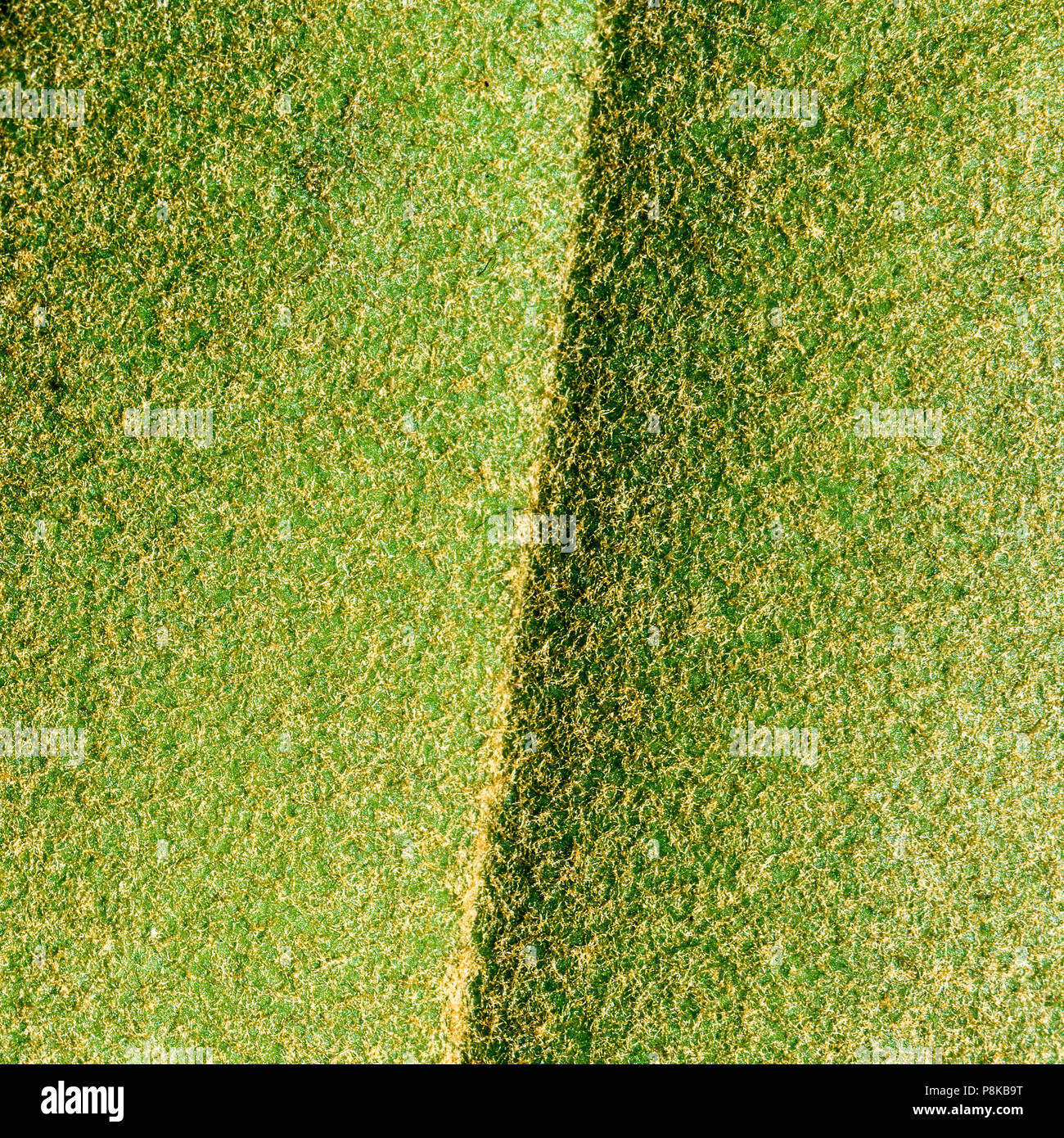 Vista dettagliata, vista macro di una foglia verde con bei capelli marroni, il motivo e lo sfondo Foto Stock