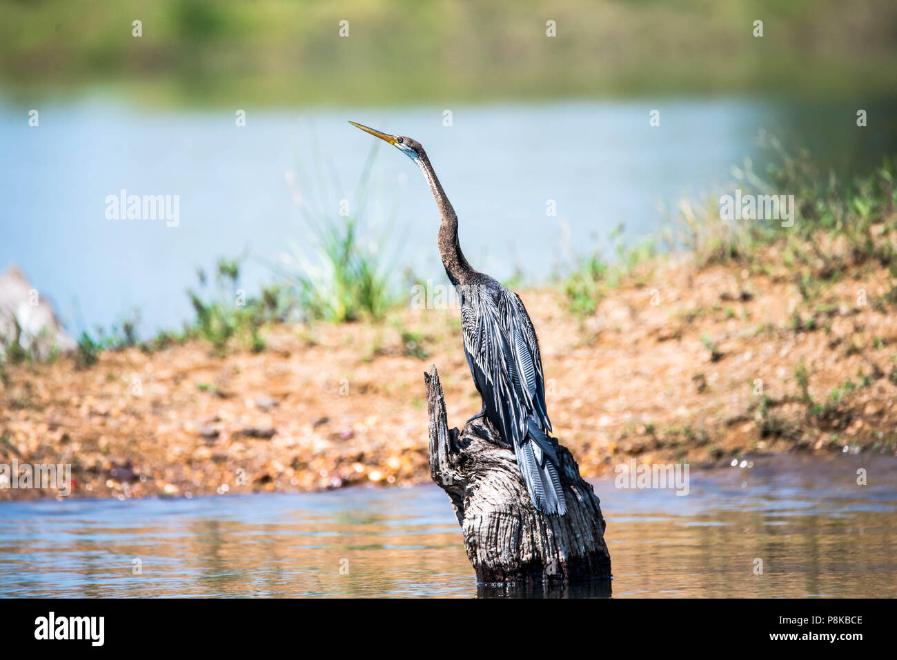 Darter - Snake Bird - Caccia Foto Stock