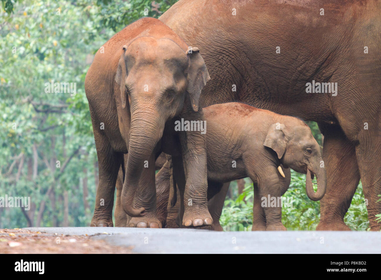 Elefante asiatico, o elefante Asiatico (Elephas maximus) allevamento in roaming Kuldia widlife santuario in Orissa in India Foto Stock