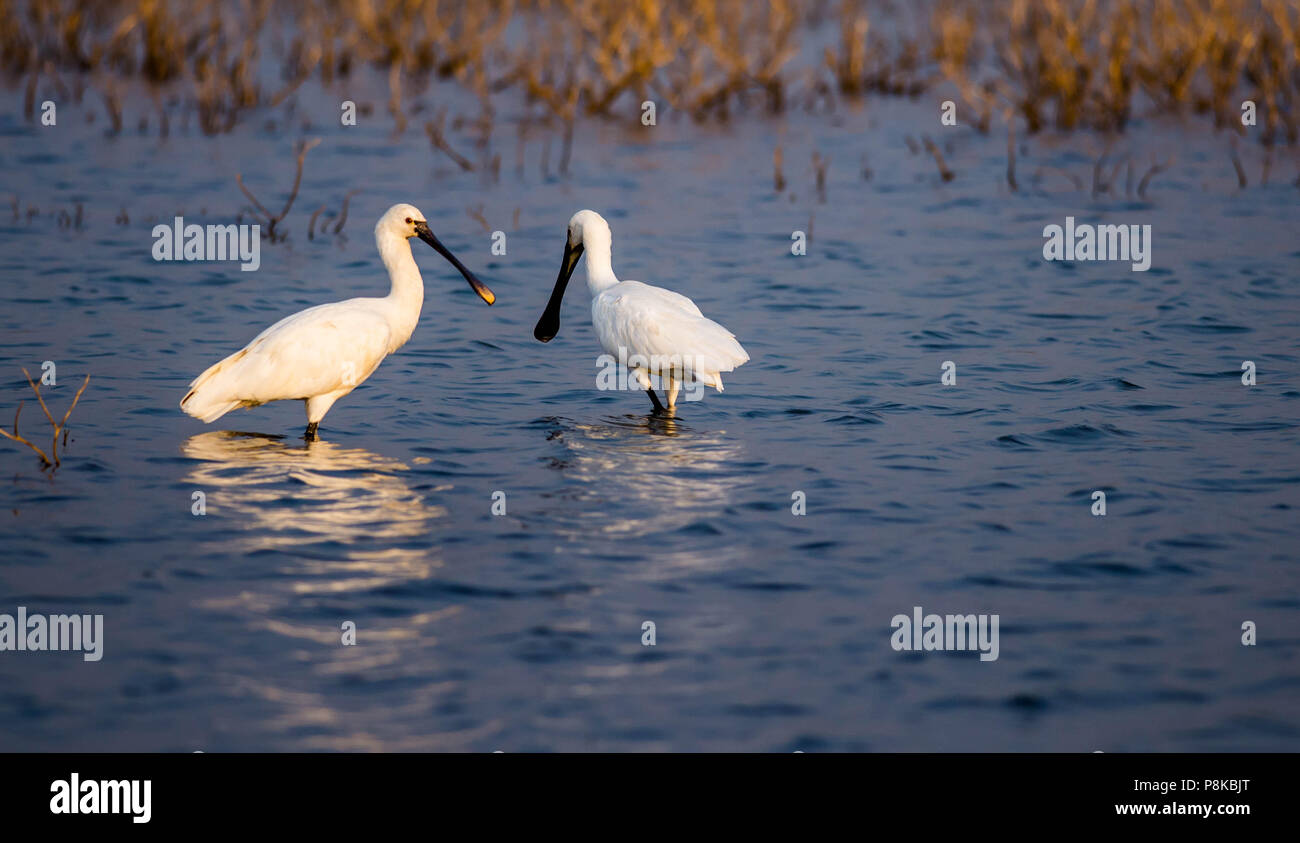 Cucchiaio europea bill / spatola Foto Stock