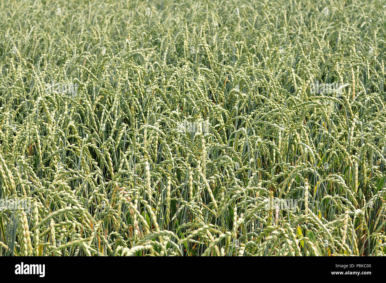 Semi maturi orecchie verde di farro nel campo Foto Stock