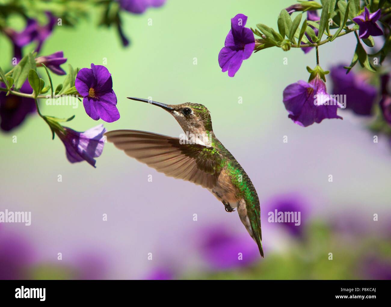 Una femmina di ruby throated hummingbird hovering e bere il nettare dai fiori viola. Foto Stock