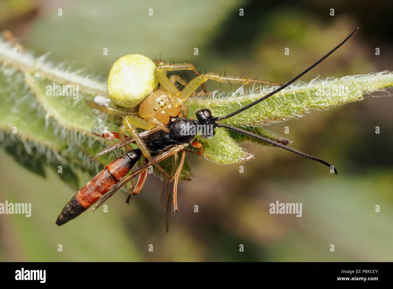 Araniella sp. spider con parassitoide wasp preda su comuni ortica. Tipperary, Irlanda Foto Stock