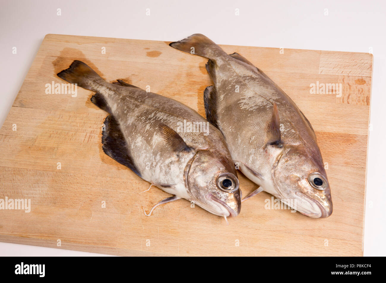 Una coppia di busbana francese, Trisopterus luscus, catturati pesca in spiaggia da Chesil Beach in Inghilterra Dorset Regno Unito GB. Busbana francese sono generalmente un colore bronzo quando fres Foto Stock