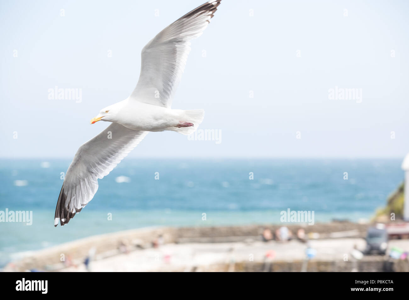 Un Gabbiano aringhe in volo con un ampia apertura alare si distende le sue ali e volare al di sopra di un porto della Cornovaglia la parete di cielo blu dietro Foto Stock