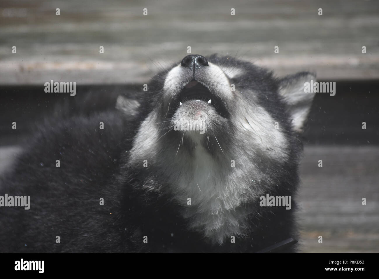 Lupo doggy urlando al cielo con la sua testa in alto Foto Stock