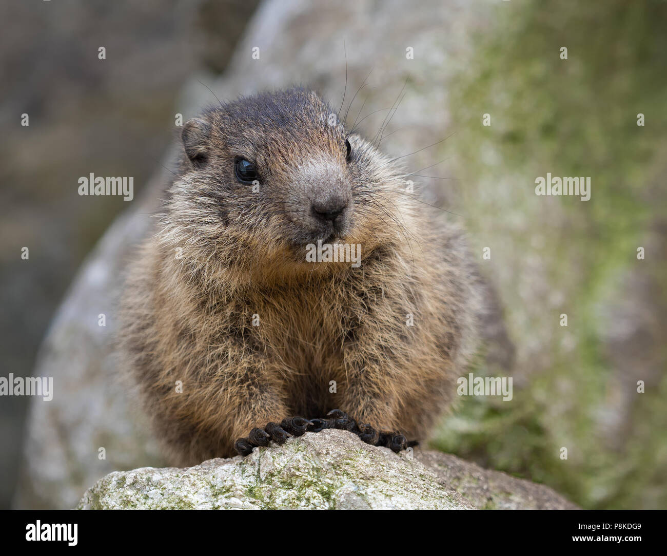 Baby Marmotta Foto Stock Alamy