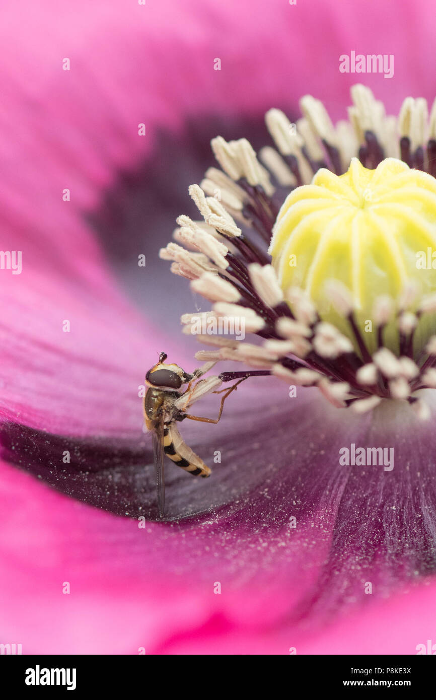 Hoverfly mangiare il polline sul papavero viola Foto Stock