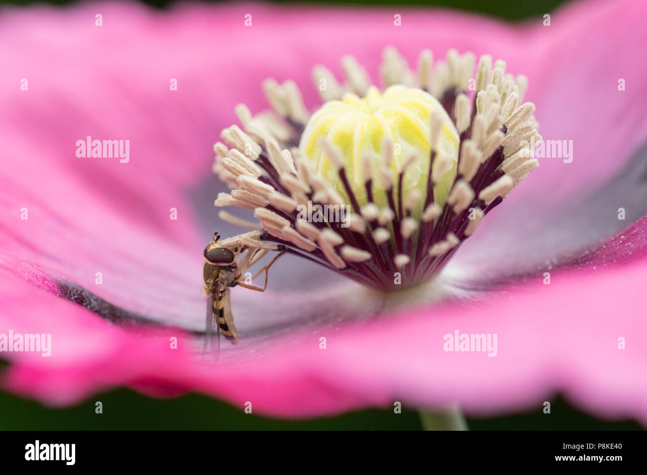 Hoverfly mangiare il polline sul papavero viola Foto Stock