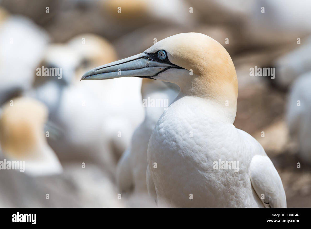 Gannett colonia su Saltee isola alla contea di Wexford - Irlanda Foto Stock