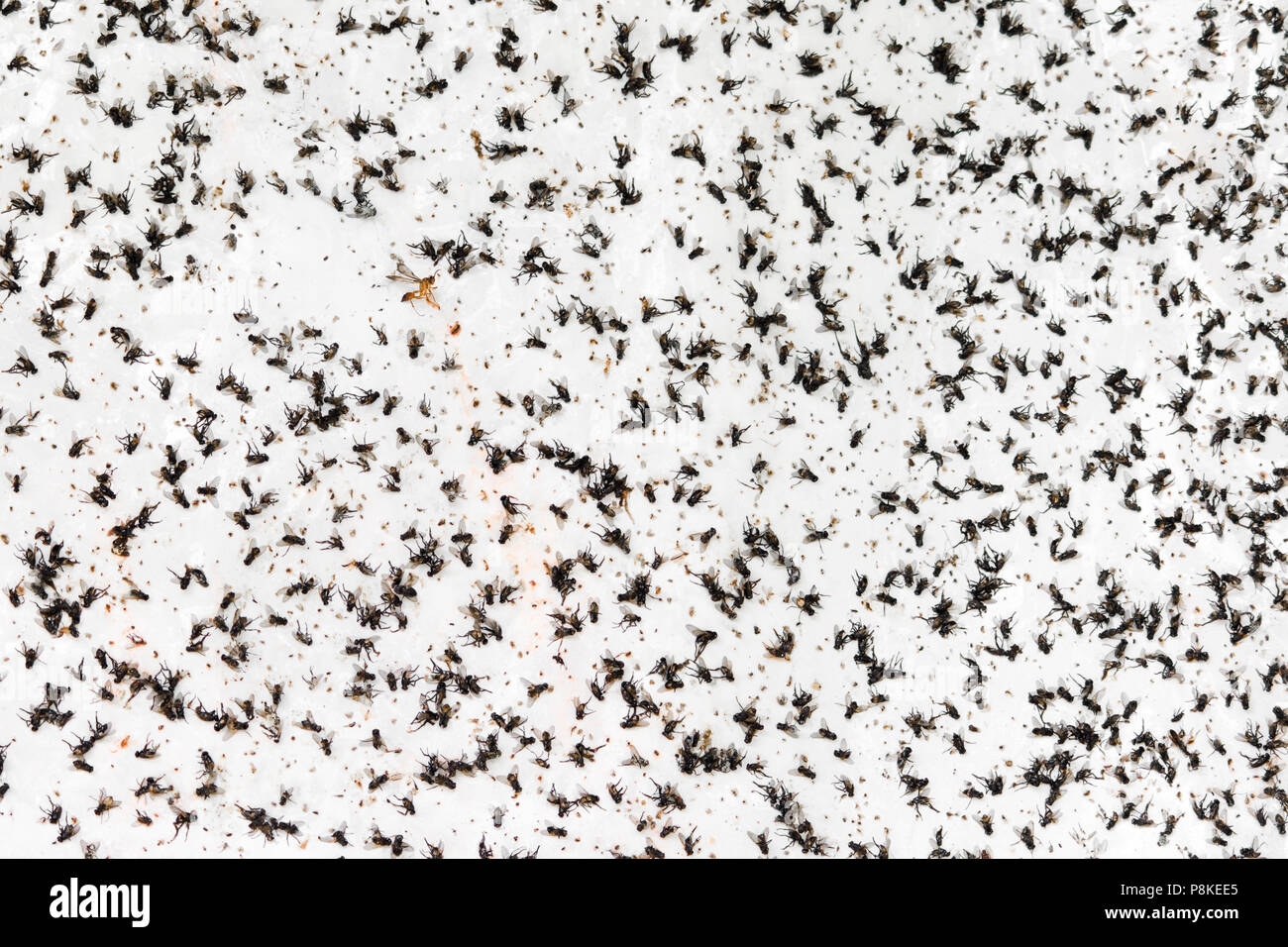 Una massa di insetti volanti sono intrappolati su un adesivo bianco parete. Foto Stock