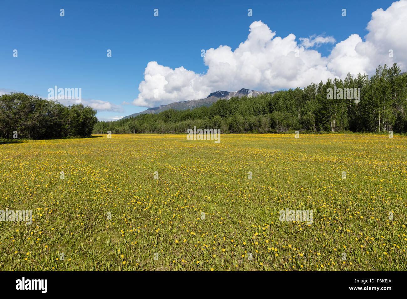 Campo di tarassaco in Wrangell St. Elias National Park in Alaska centromeridionale. Foto Stock