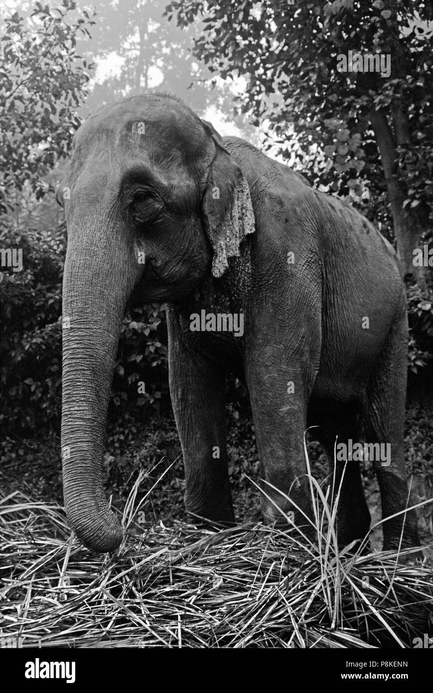 Un elefante a TIGERTOPS LODGE poggia & Mangia - Chitwan il parco nazionale, TERAI, NEPAL Foto Stock