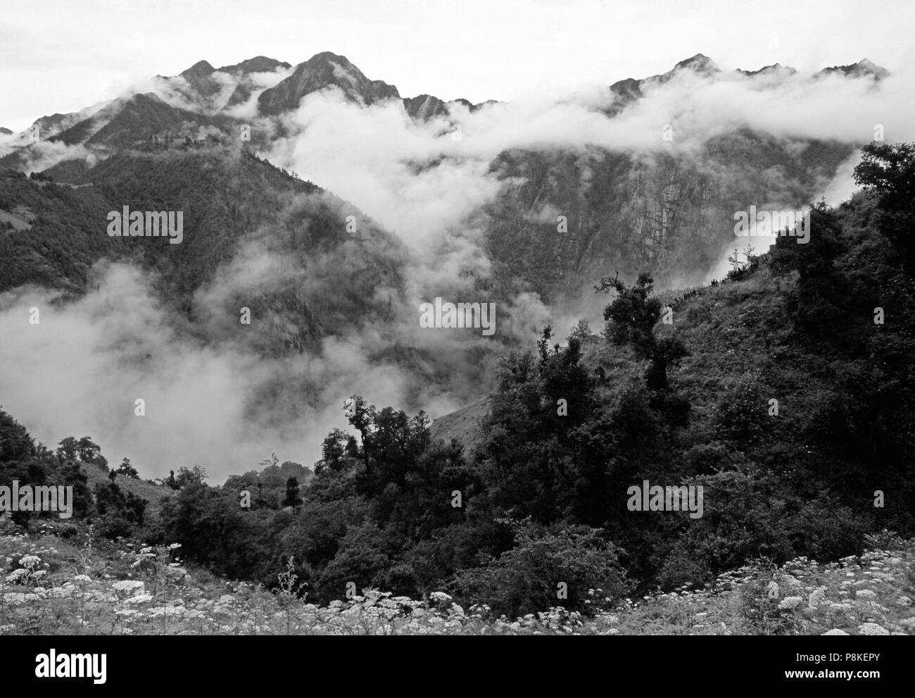 Fiori selvaggi crescono su un HIMAYAYAN passano in prossimità CHAURIKOT con nebbia avvolgenti le creste di seguito - Nepal orientale Foto Stock